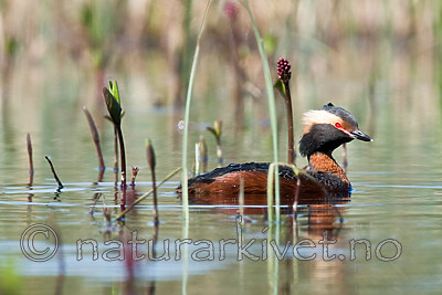 BB 09 0338 / Menyanthes trifoliata / Bukkeblad <br /> Podiceps auritus / Horndykker